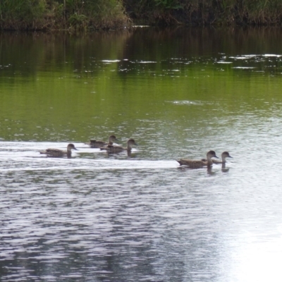 Anas gracilis (Grey Teal) at Bega, NSW - 12 Nov 2020 by MatthewHiggins