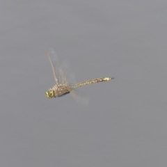 Hemianax papuensis (Australian Emperor) at Bega, NSW - 12 Nov 2020 by MatthewHiggins