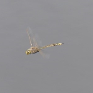 Hemianax papuensis at Bega, NSW - 13 Nov 2020