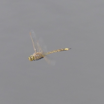 Anax papuensis (Australian Emperor) at Bega, NSW - 13 Nov 2020 by MatthewHiggins