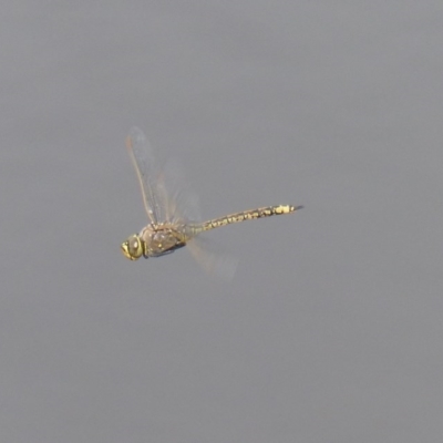 Hemianax papuensis (Australian Emperor) at Bega, NSW - 12 Nov 2020 by MatthewHiggins