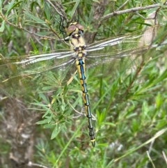 Hemicordulia tau (Tau Emerald) at Queanbeyan West, NSW - 13 Nov 2020 by FeralGhostbat