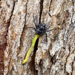 Tharpyna campestrata (Country Crab Spider) at Bicentennial Park - 12 Nov 2020 by Bugologist