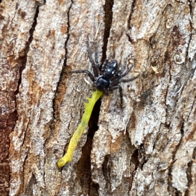 Tharpyna campestrata (Country Crab Spider) at Queanbeyan West, NSW - 12 Nov 2020 by Ghostbat