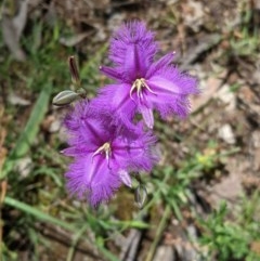 Thysanotus tuberosus subsp. tuberosus (Common Fringe-lily) at Red Hill Nature Reserve - 13 Nov 2020 by JackyF