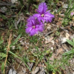 Thysanotus tuberosus subsp. tuberosus at Hughes, ACT - 13 Nov 2020