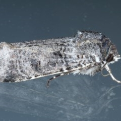 Agrotis porphyricollis (Variable Cutworm) at Ainslie, ACT - 12 Nov 2020 by jb2602