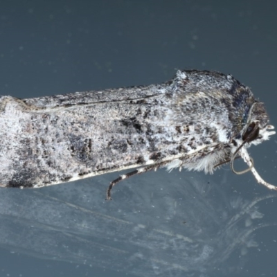 Agrotis porphyricollis (Variable Cutworm) at Ainslie, ACT - 12 Nov 2020 by jb2602