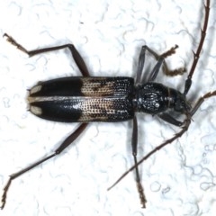 Phoracantha semipunctata (Common Eucalypt Longicorn) at Ainslie, ACT - 10 Nov 2020 by jb2602