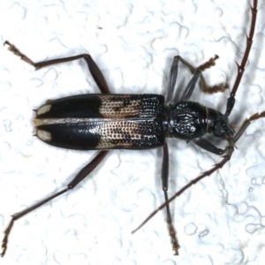 Phoracantha semipunctata at Ainslie, ACT - 10 Nov 2020