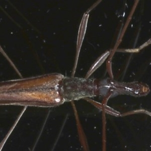 Rhinophthalmus nasutus at Ainslie, ACT - 11 Nov 2020