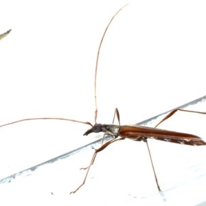 Rhinophthalmus nasutus at Ainslie, ACT - 11 Nov 2020