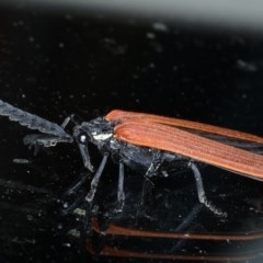 Porrostoma rhipidium (Long-nosed Lycid (Net-winged) beetle) at Ainslie, ACT - 11 Nov 2020 by jbromilow50