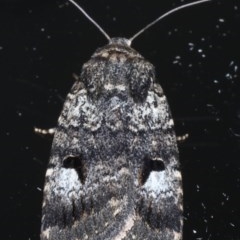 Thoracolopha flexirena (Zoned Noctuid) at Ainslie, ACT - 11 Nov 2020 by jbromilow50