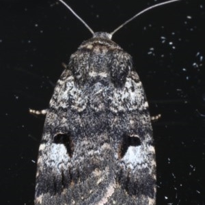 Thoracolopha flexirena at Ainslie, ACT - 11 Nov 2020 09:02 PM