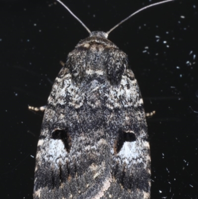 Thoracolopha flexirena (Zoned Noctuid) at Ainslie, ACT - 11 Nov 2020 by jb2602