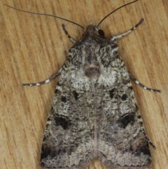 Agrotis porphyricollis (Variable Cutworm) at Ainslie, ACT - 10 Nov 2020 by jbromilow50