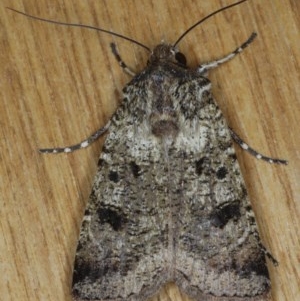 Agrotis porphyricollis at Ainslie, ACT - 10 Nov 2020 08:49 PM