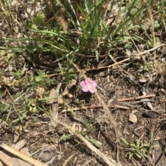 Convolvulus angustissimus subsp. angustissimus (Australian Bindweed) at ANU Liversidge Precinct - 13 Nov 2020 by TimYiu