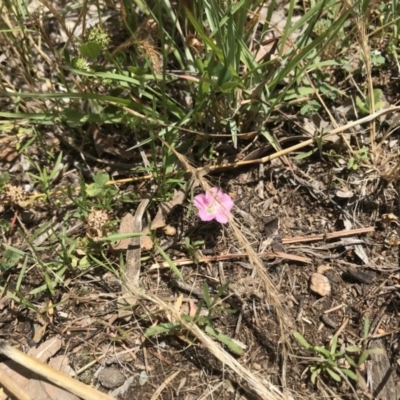 Convolvulus angustissimus subsp. angustissimus (Australian Bindweed) at Acton, ACT - 13 Nov 2020 by TimYiu