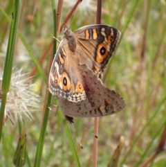 Junonia villida (Meadow Argus) at QPRC LGA - 13 Nov 2020 by Ozflyfisher