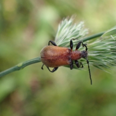 Ecnolagria grandis (Honeybrown beetle) at Queanbeyan West, NSW - 13 Nov 2020 by Ghostbat