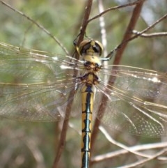 Hemicordulia tau (Tau Emerald) at Bicentennial Park - 13 Nov 2020 by Bugologist