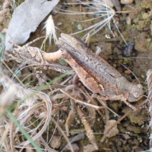 Pycnostictus sp. 1 at Queanbeyan West, NSW - 13 Nov 2020