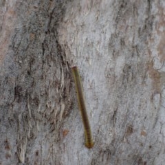 Geometridae (family) IMMATURE (Unidentified IMMATURE Geometer moths) at Queanbeyan West, NSW - 13 Nov 2020 by Ghostbat