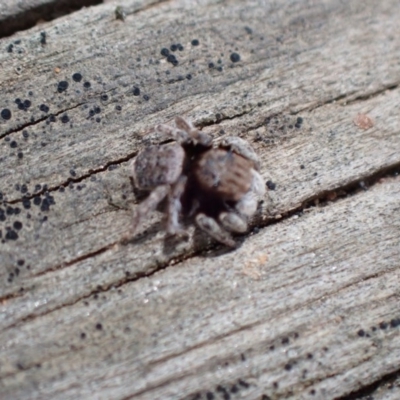 Maratus vespertilio (Bat-like peacock spider) at Bicentennial Park - 13 Nov 2020 by FeralGhostbat