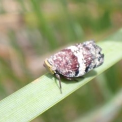 Platybrachys decemmacula (Green-faced gum hopper) at QPRC LGA - 12 Nov 2020 by Ozflyfisher