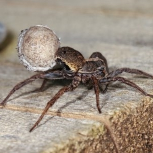 Venatrix pictiventris at Melba, ACT - 10 Nov 2020