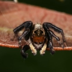 Hypoblemum griseum (Jumping spider) at Melba, ACT - 10 Nov 2020 by kasiaaus