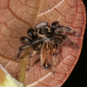 Maratus griseus at Melba, ACT - 11 Nov 2020 12:22 AM