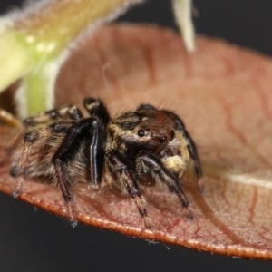 Maratus griseus at Melba, ACT - 11 Nov 2020 12:22 AM