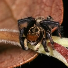 Maratus griseus at Melba, ACT - 11 Nov 2020 12:22 AM