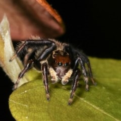 Maratus griseus at Melba, ACT - 11 Nov 2020 12:22 AM