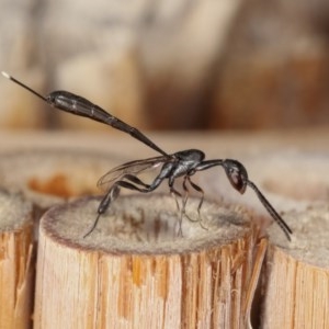 Gasteruption sp. (genus) at Melba, ACT - 11 Nov 2020