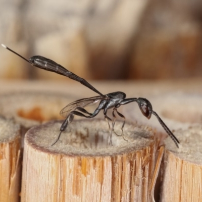 Gasteruption sp. (genus) (Gasteruptiid wasp) at Melba, ACT - 11 Nov 2020 by kasiaaus