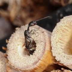 Gasteruption sp. (genus) at Melba, ACT - 11 Nov 2020