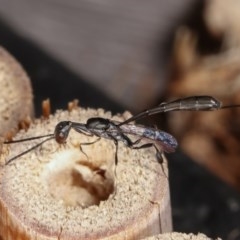 Gasteruption sp. (genus) at Melba, ACT - 11 Nov 2020