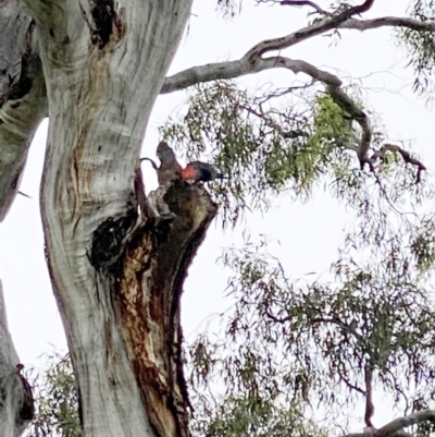 Callocephalon fimbriatum (Gang-gang Cockatoo) at Hughes, ACT - 13 Nov 2020 by ruthkerruish