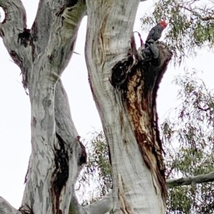 Callocephalon fimbriatum at Hughes, ACT - suppressed