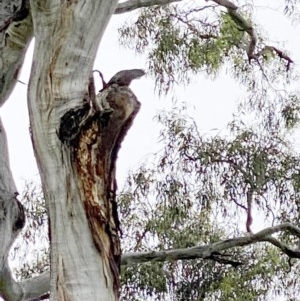 Callocephalon fimbriatum at Hughes, ACT - 13 Nov 2020