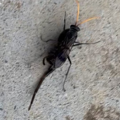 Pepsinae (Subfamily) (Mud-nesting Spider Wasps, Tarantula-hawk Wasps & Allies) at Black Range, NSW - 12 Nov 2020 by StephH