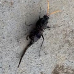 Unidentified Spider wasp (Pompilidae) (TBC) at Black Range, NSW - 12 Nov 2020 by StephH