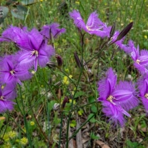 Thysanotus tuberosus subsp. tuberosus at Majura, ACT - 13 Nov 2020