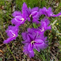 Thysanotus tuberosus subsp. tuberosus at Majura, ACT - 13 Nov 2020