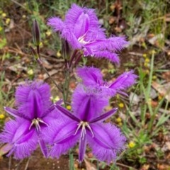 Thysanotus tuberosus subsp. tuberosus at Majura, ACT - 13 Nov 2020 10:37 AM