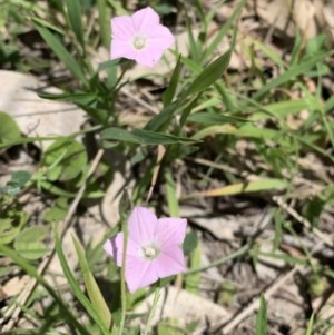 Convolvulus angustissimus at Black Range, NSW - 13 Nov 2020 12:30 PM